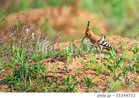 Common hoopoe or Upupa epops in steppe 33349732