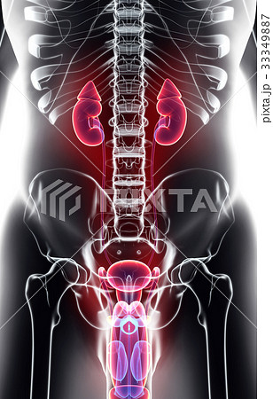 3D illustration of Urinary System, medical concept 33349887