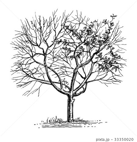 Ink sketch of dry tree. Ink sketch of dry tree. 33350020