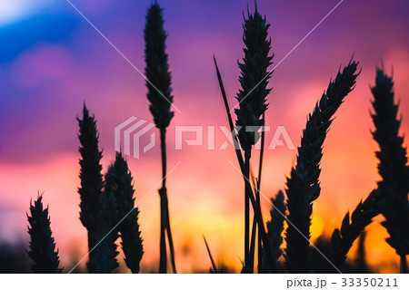 Silhouette of wheat straw at sunset back light Silhouette of wheat straw at sunset back light 33350211