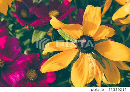 Coneflowers also called Black-eyed-Susans Coneflowers also called Black-eyed-Susans 33350213