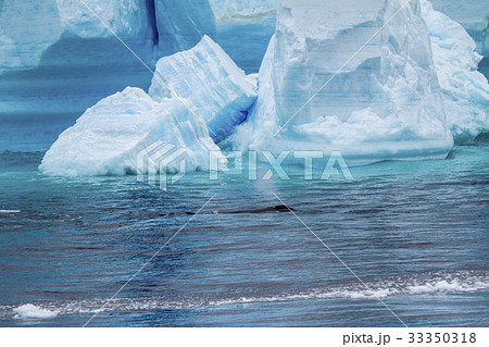 Antarctica - Antarctic Peninsula - Tabular Iceberg 33350318