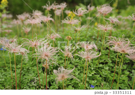 チングルマ_01 33351311