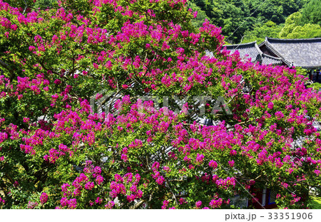 屋外 室外 花 33351906