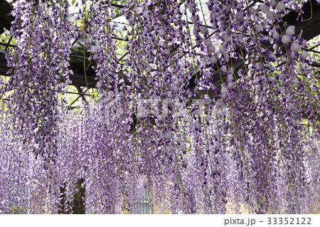 京都市美術館　庭園（藤棚） 33352122