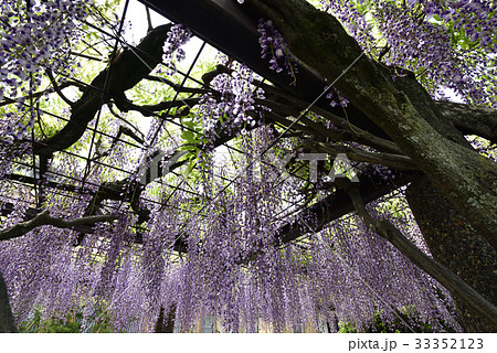京都市美術館　庭園（藤棚） 33352123