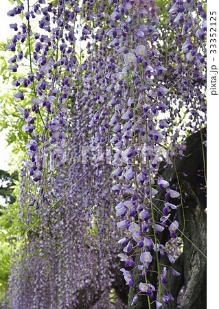 京都市美術館　庭園（藤棚） 33352125