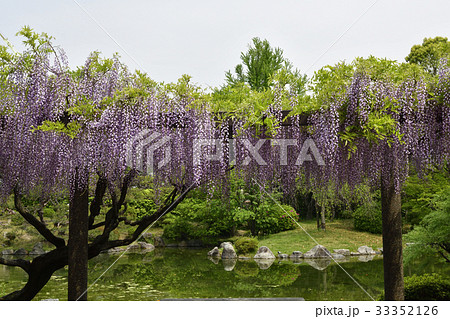 京都市美術館 庭園(藤棚) 京都市美術館 庭園(藤棚) 33352126
