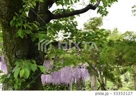 京都市美術館　庭園（藤棚） 33352127