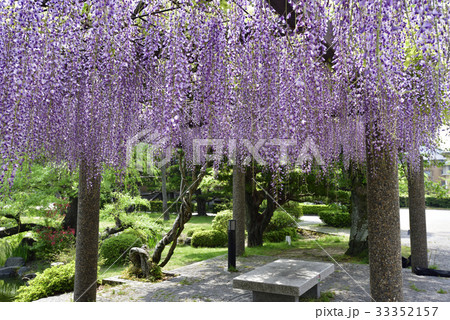 京都市美術館　庭園（藤棚） 33352157