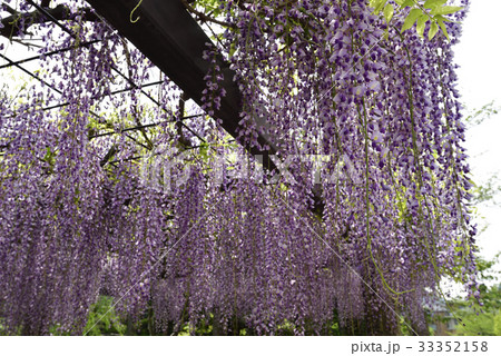 京都市美術館　庭園（藤棚） 33352158