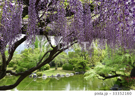 京都市美術館　庭園（藤棚） 33352160
