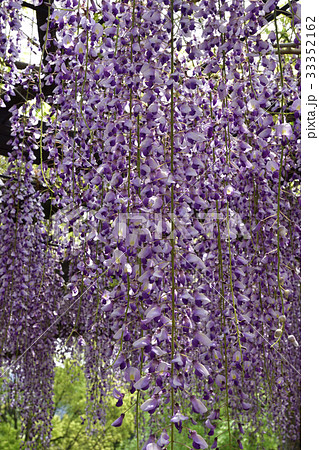 京都市美術館　庭園（藤棚） 33352162