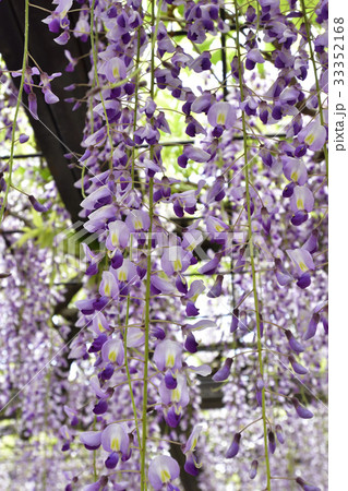 京都市美術館 庭園(藤棚) 京都市美術館 庭園(藤棚) 33352168