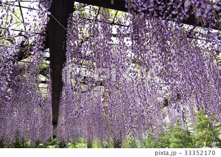 京都市美術館 庭園(藤棚) 京都市美術館 庭園(藤棚) 33352170
