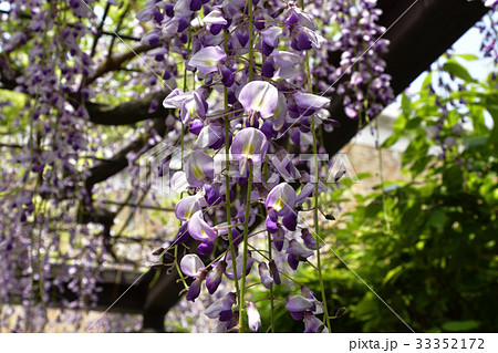 京都市美術館　庭園（藤棚） 33352172