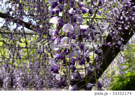 京都市美術館　庭園（藤棚） 33352174