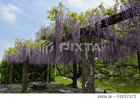 京都市美術館　庭園（藤棚） 33352175