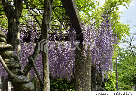 京都市美術館　庭園（藤棚） 33352176