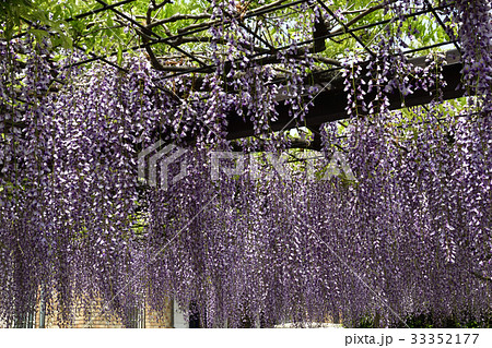 京都市美術館 庭園(藤棚) 京都市美術館 庭園(藤棚) 33352177