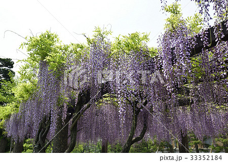 京都市美術館　庭園（藤棚） 33352184