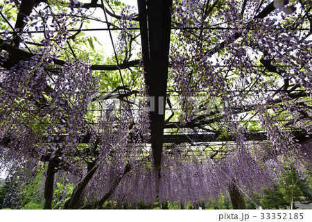 京都市美術館 庭園(藤棚) 京都市美術館 庭園(藤棚) 33352185