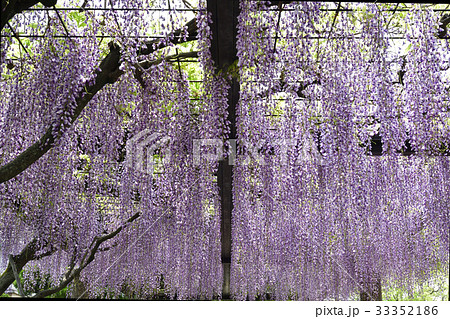 京都市美術館　庭園（藤棚） 33352186