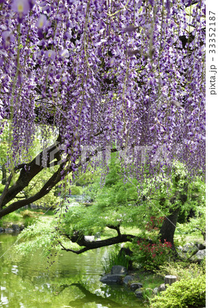 京都市美術館　庭園（藤棚） 33352187