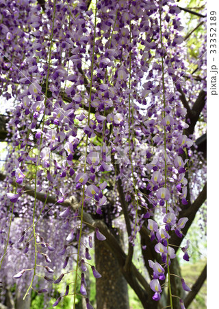 京都市美術館　庭園（藤棚） 33352189