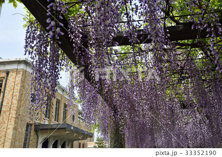 京都市美術館 庭園(藤棚) 京都市美術館 庭園(藤棚) 33352190
