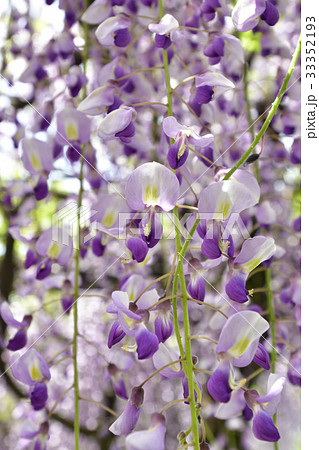 京都市美術館　庭園（藤棚） 33352193