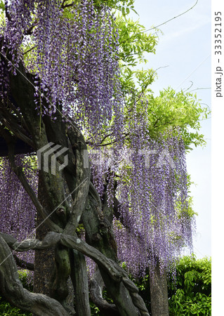 京都市美術館　庭園（藤棚） 33352195