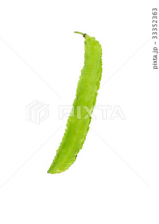 Young Winged Beans,Psophocarpus tetragonolobus Young Winged Beans,Psophocarpus tetragonolobus 33352363