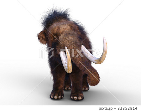 マンモス 33352814