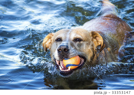 ボールを咥えて川で泳ぐ大型犬 33353147