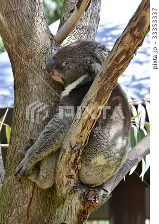 コアラ 33353337