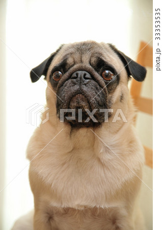 フォーンパグ　正面　縦 33353535