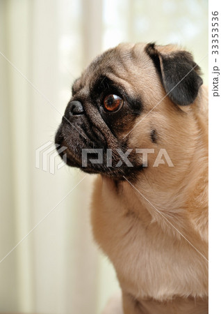 フォーンパグ　横顔　縦 33353536