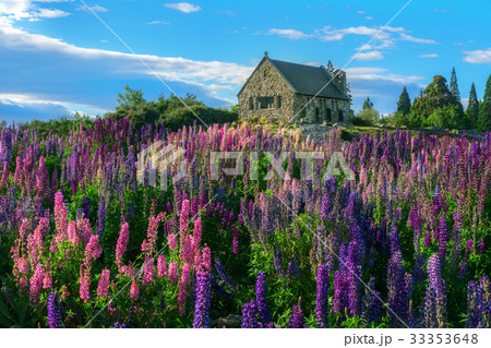 Church of the Good Shepherd and Lupine Field, Lake Tekapo 33353648