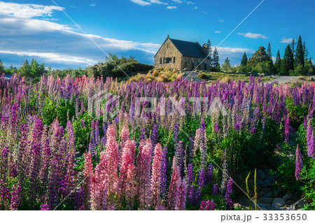 Church of the Good Shepherd and Lupine Field, Lake Tekapo 33353650