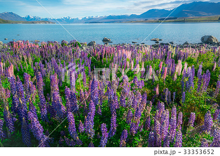 Landscape at Lake Tekapo Lupin Field in New Zealand 33353652