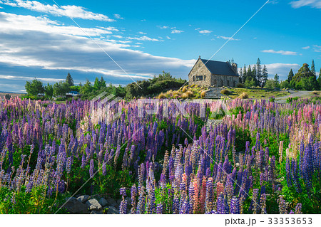 Church of the Good Shepherd and Lupine Field, Lake Tekapo 33353653