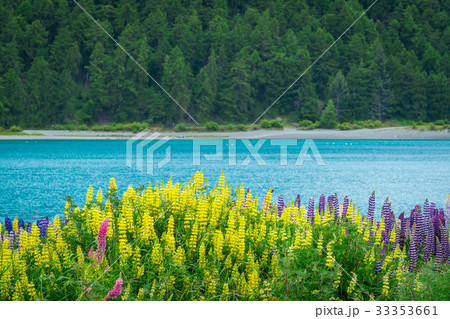 Landscape at Lake Tekapo Lupin Field in New Zealand 33353661