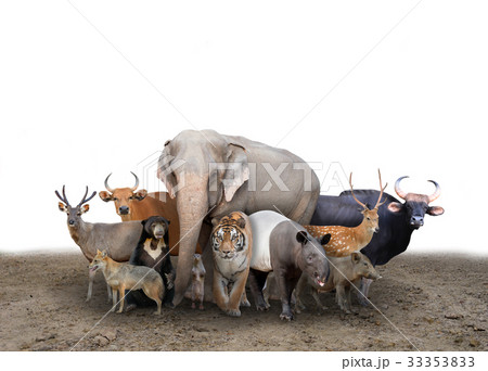 group of asia animals group of asia animals 33353833