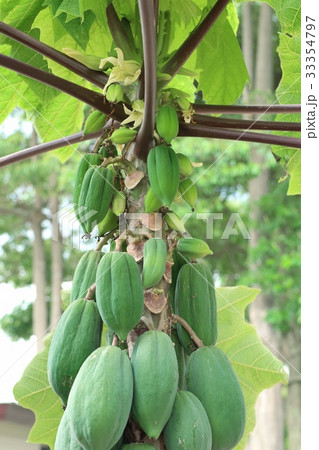 Papaya tree Papaya tree 33354797