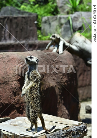 伊豆シャボテン公園のミーアキャット 33354834