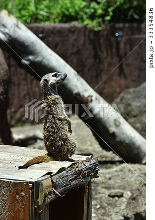 伊豆シャボテン公園のミーアキャット 33354836