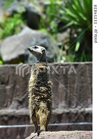 伊豆シャボテン公園のミーアキャット 33354839