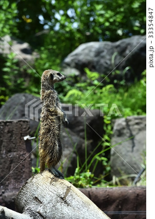 伊豆シャボテン公園のミーアキャット 伊豆シャボテン公園のミーアキャット 33354847