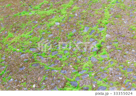 moss on concrete floor 33355024